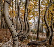 Curvy Aspen Trees in Colorado